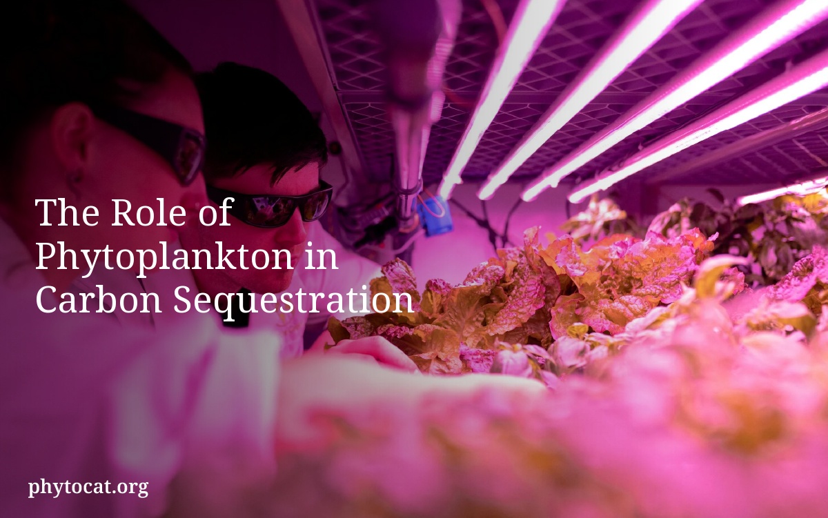 The Role of Phytoplankton in Carbon Sequestration