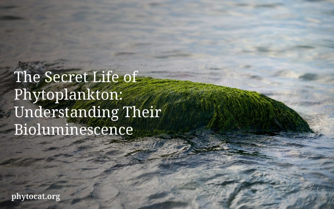 The Secret Life of Phytoplankton: Understanding Their Bioluminescence