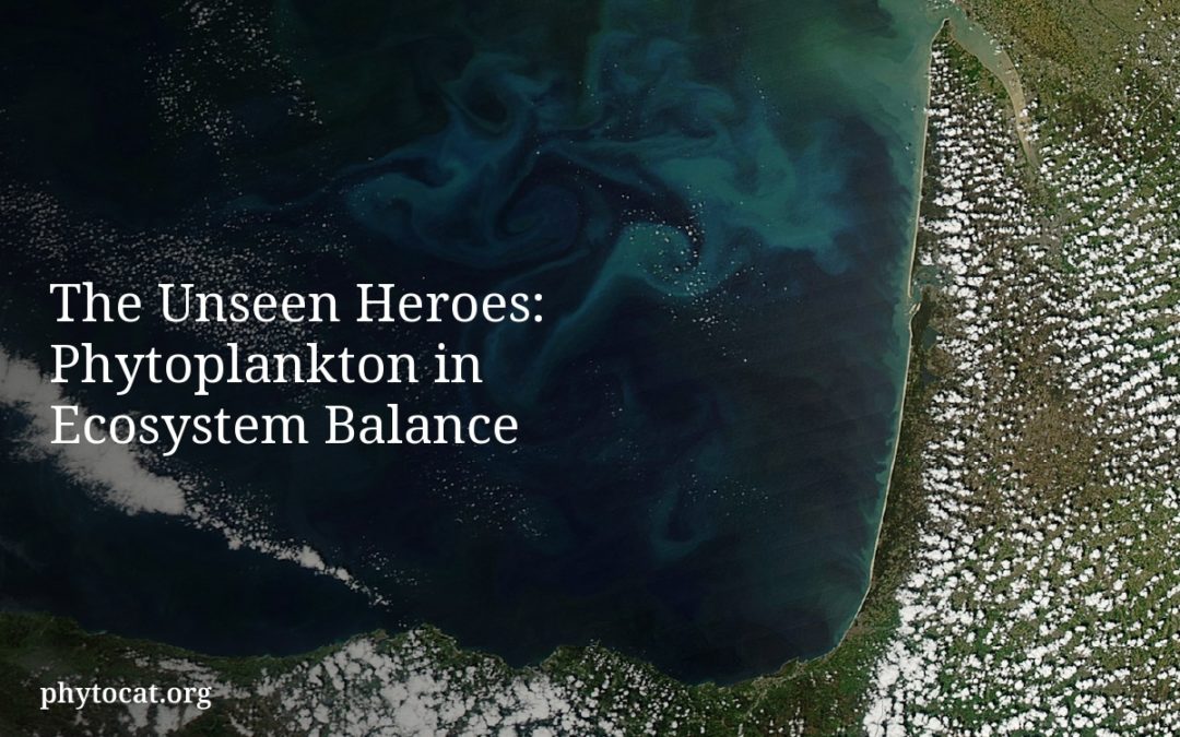 The Unseen Heroes: Phytoplankton in Ecosystem Balance
