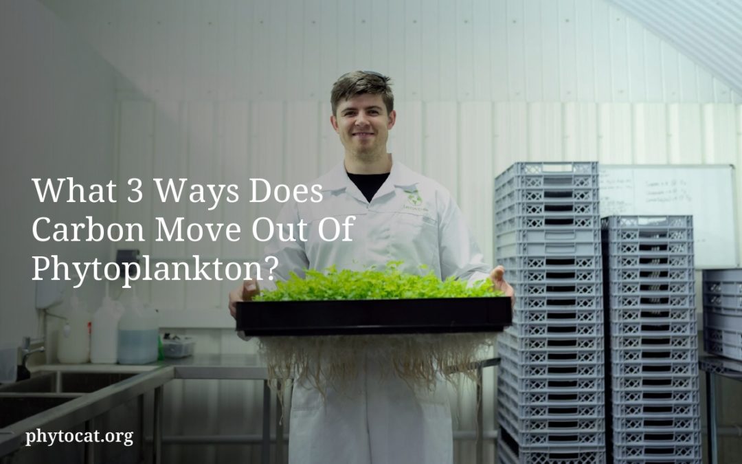 What 3 Ways Does Carbon Move Out Of Phytoplankton?