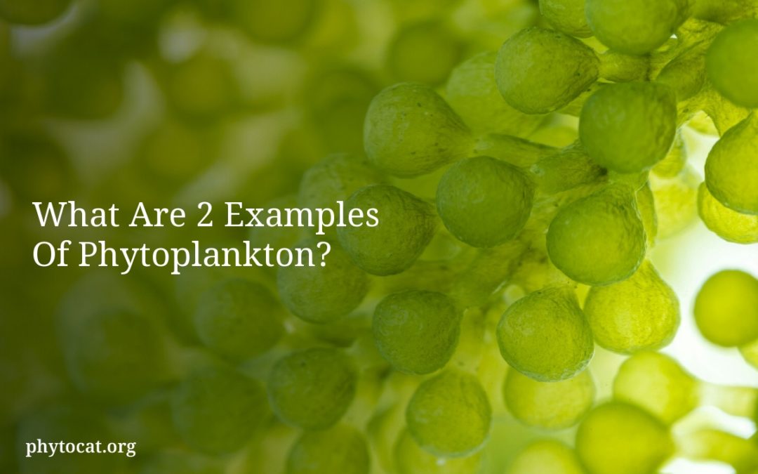 What Are 2 Examples Of Phytoplankton?