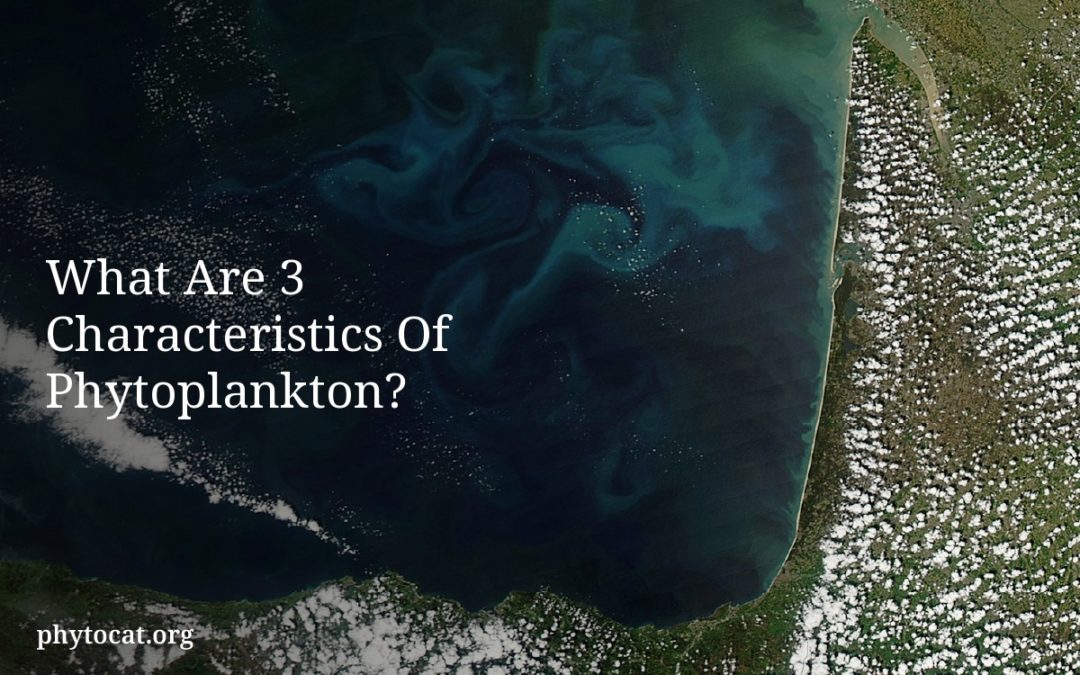 What Are 3 Characteristics Of Phytoplankton?