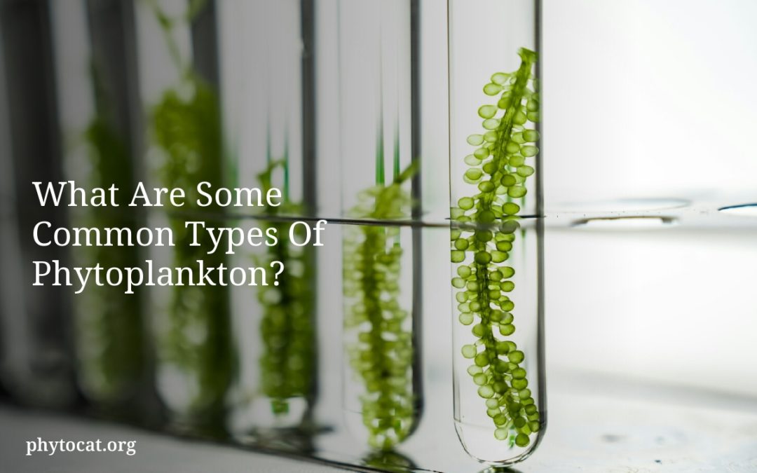 What Are Some Common Types Of Phytoplankton?