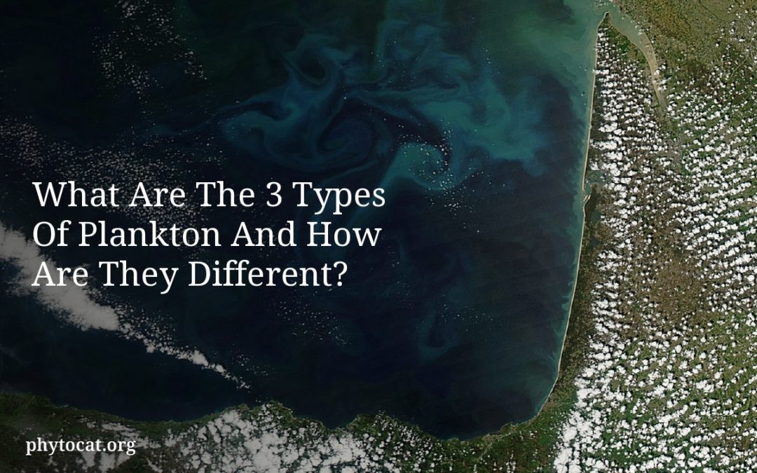 What Are The 3 Types Of Plankton And How Are They Different?