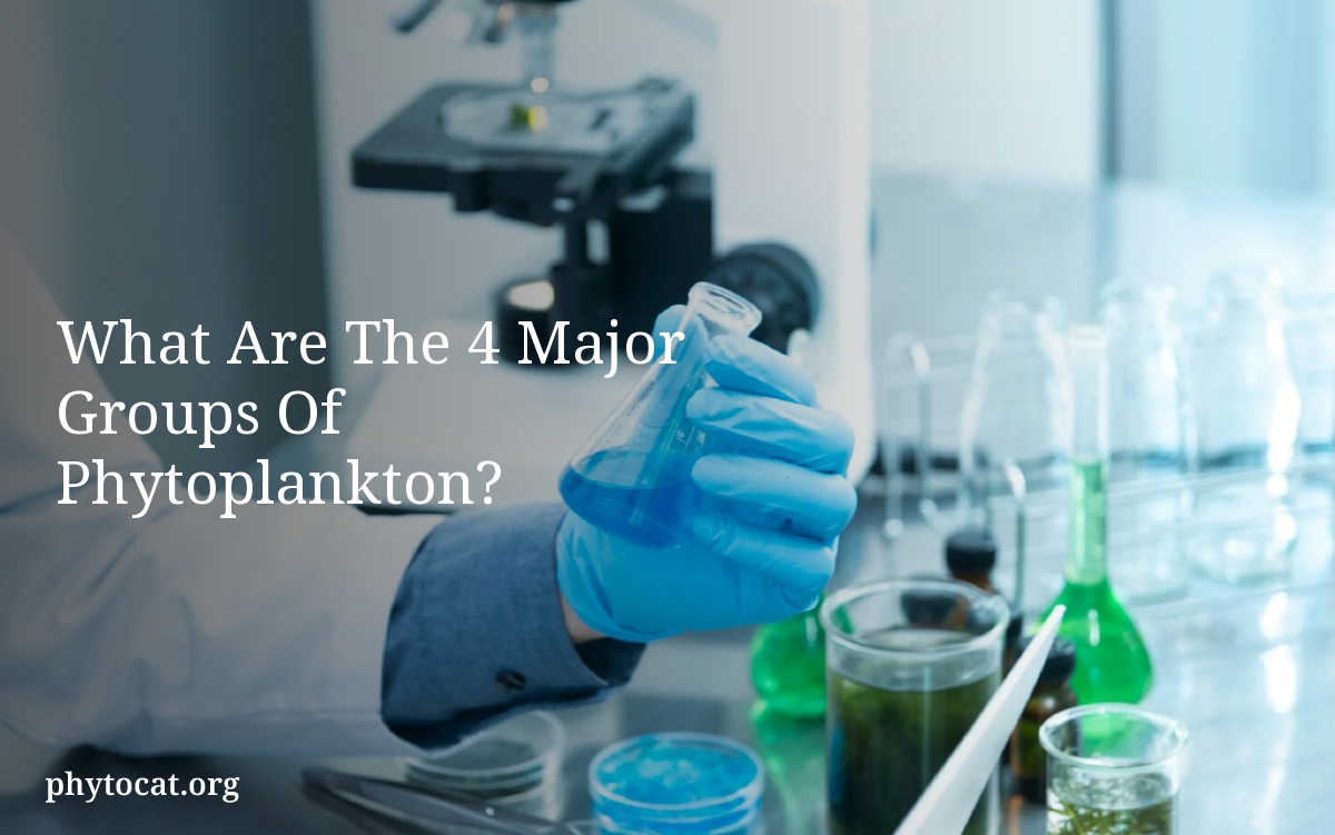 What Are The 4 Major Groups Of Phytoplankton?