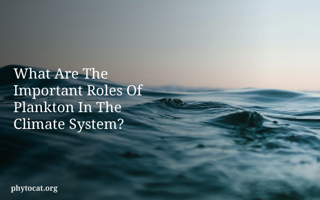 What Are The Important Roles Of Plankton In The Climate System?