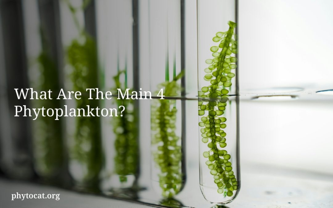 What Are The Main 4 Phytoplankton?