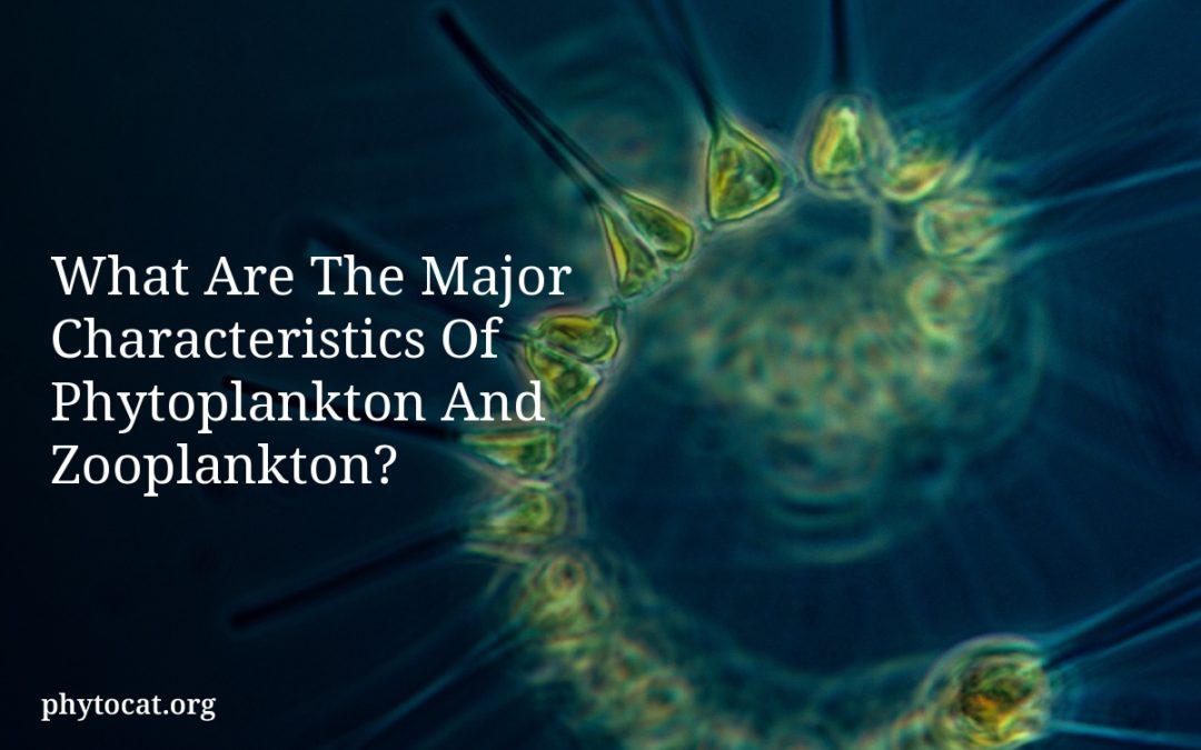 What Are The Major Characteristics Of Phytoplankton And Zooplankton?
