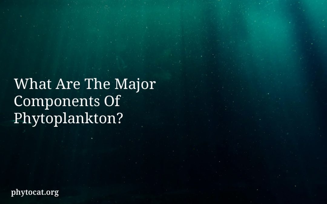 What Are The Major Components Of Phytoplankton?