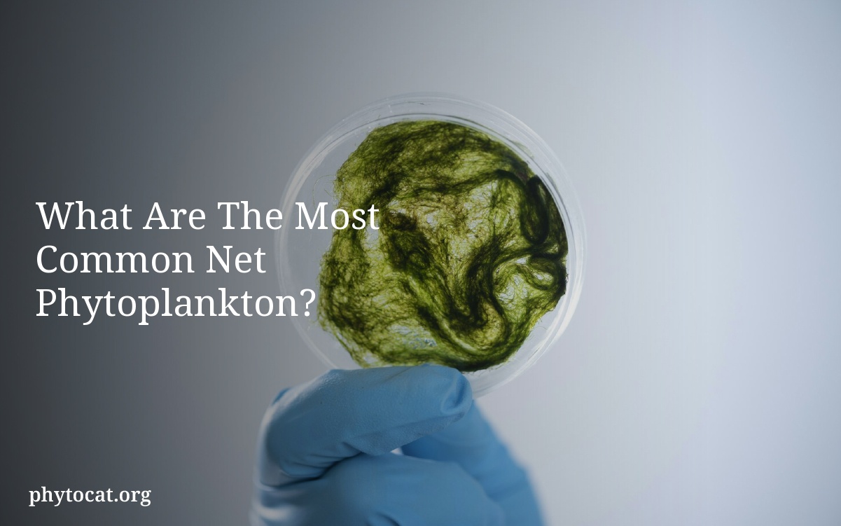 What Are The Most Common Net Phytoplankton?