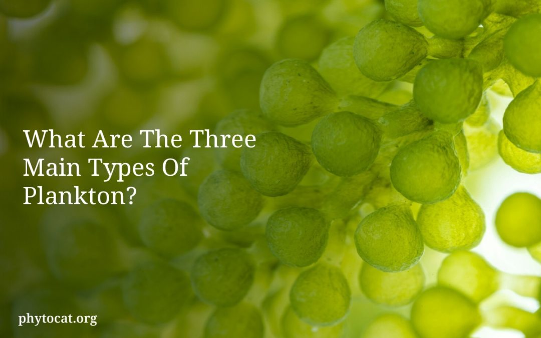 What Are The Three Main Types Of Plankton?