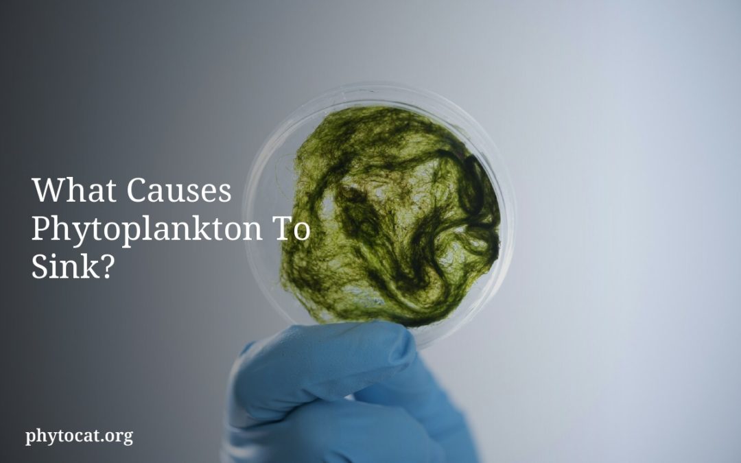 What Causes Phytoplankton To Sink?