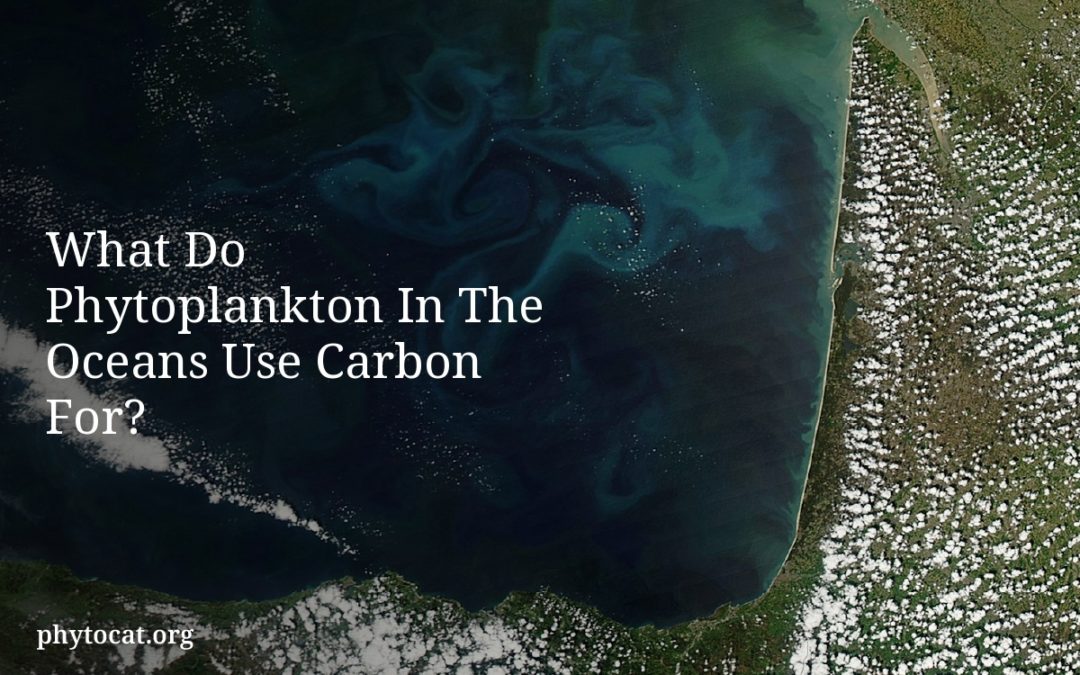 What Do Phytoplankton In The Oceans Use Carbon For?
