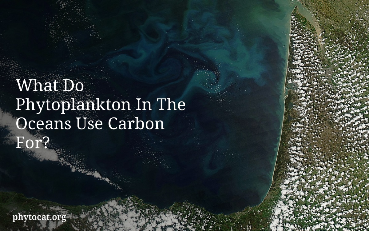 What Do Phytoplankton In The Oceans Use Carbon For?