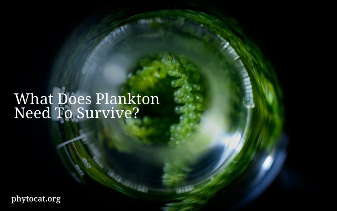 What Does Plankton Need To Survive?