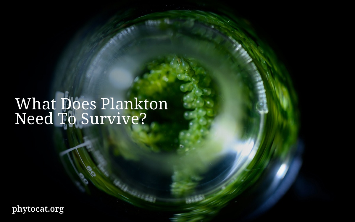What Does Plankton Need To Survive?