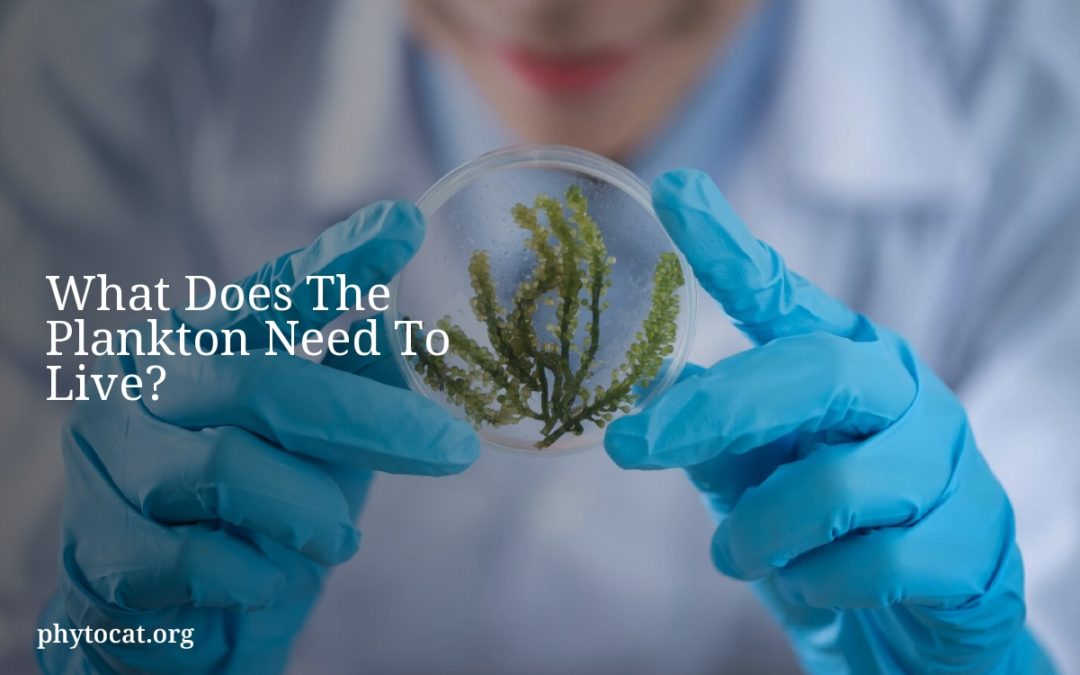What Does The Plankton Need To Live?