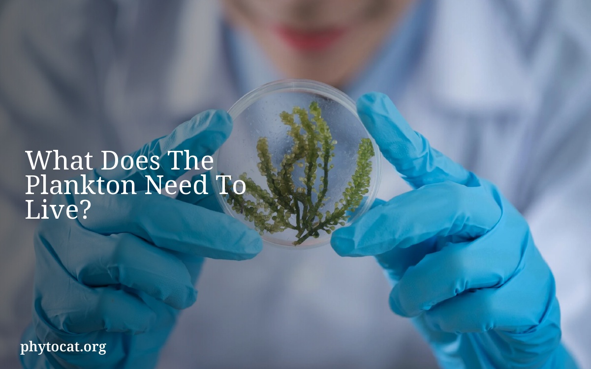 What Does The Plankton Need To Live?