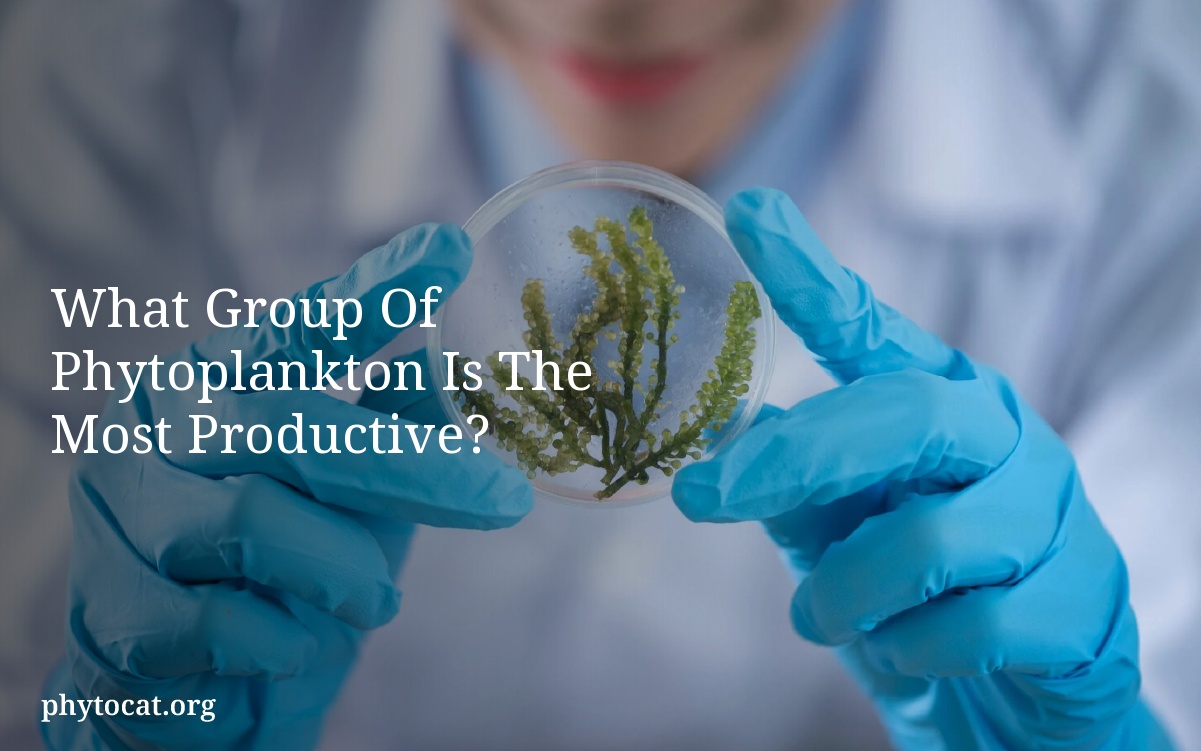 What Group Of Phytoplankton Is The Most Productive?