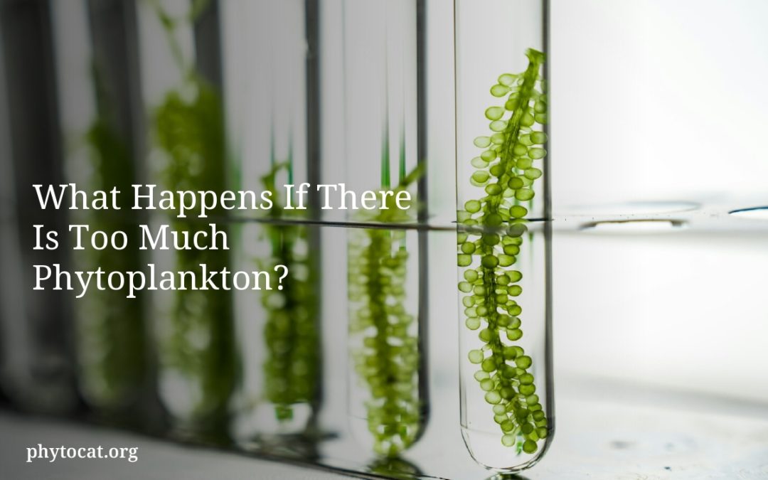 What Happens If There Is Too Much Phytoplankton?