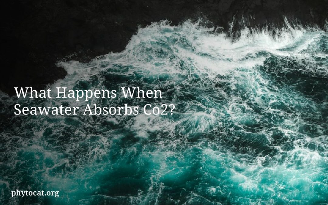 What Happens When Seawater Absorbs Co2?