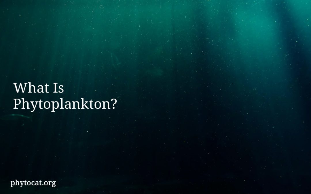 What Is Phytoplankton?
