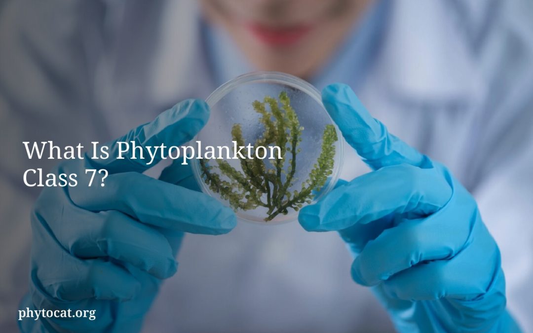 What Is Phytoplankton Class 7?