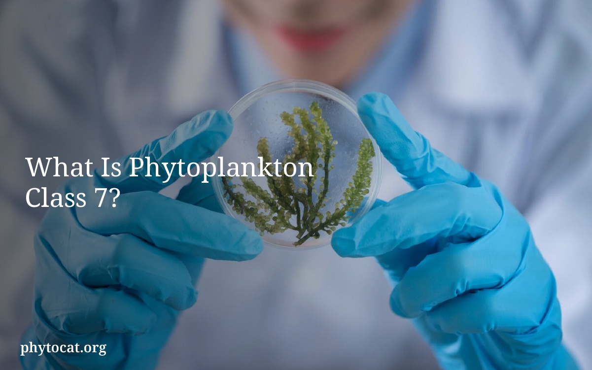 What Is Phytoplankton Class 7?