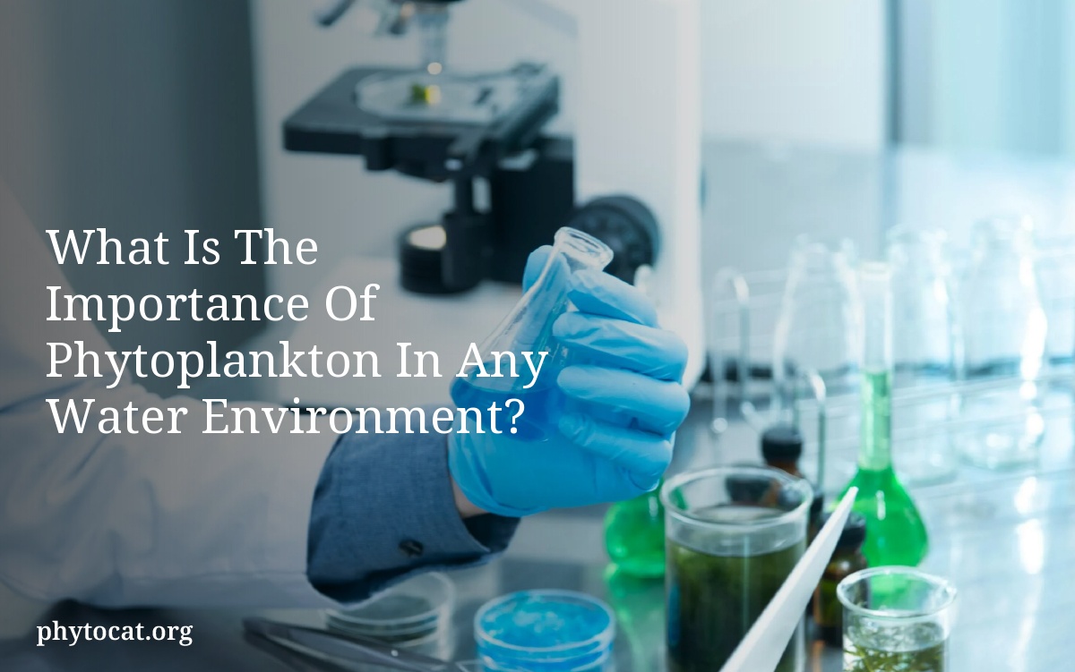 What Is The Importance Of Phytoplankton In Any Water Environment?