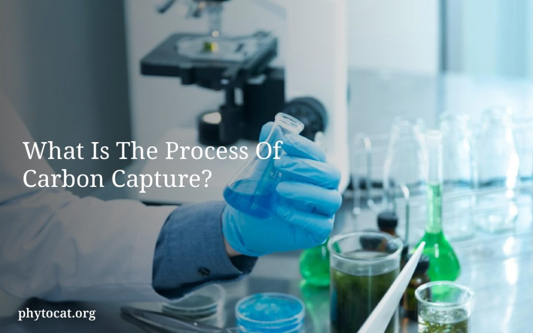 What Is The Process Of Carbon Capture?