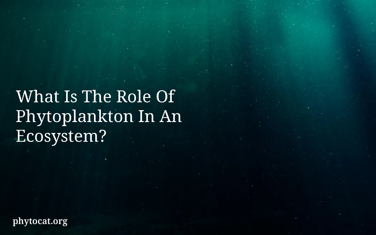 What Is The Role Of Phytoplankton In An Ecosystem?