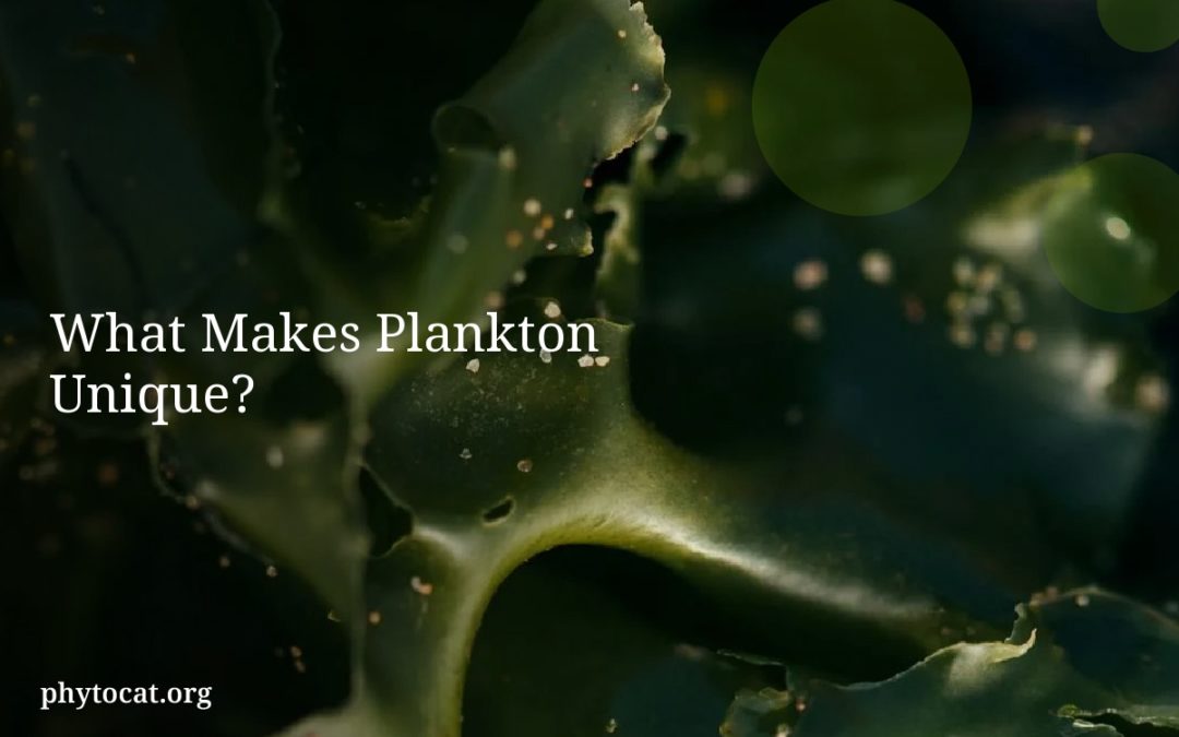 What Makes Plankton Unique?