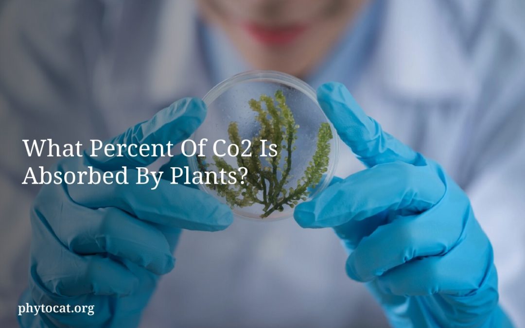 What Percent Of Co2 Is Absorbed By Plants?