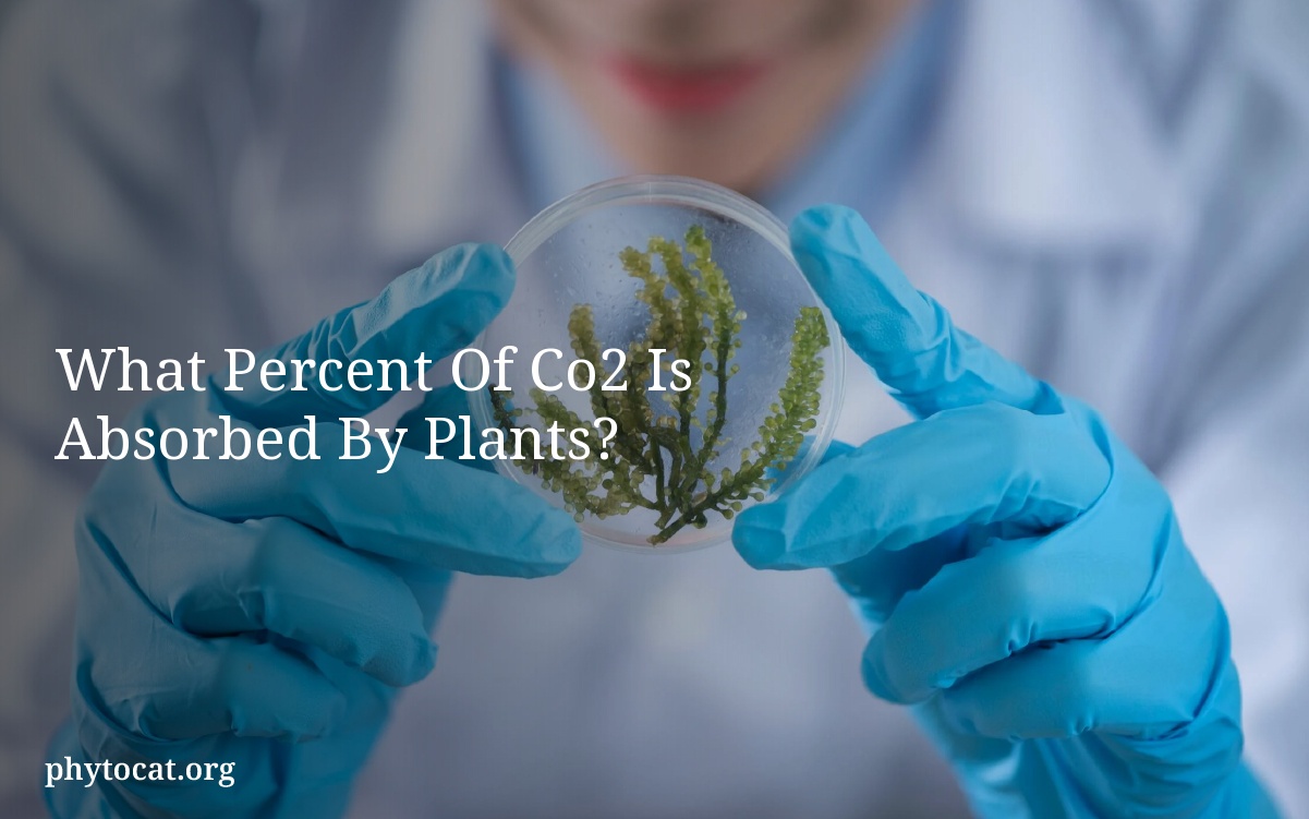 What Percent Of Co2 Is Absorbed By Plants?