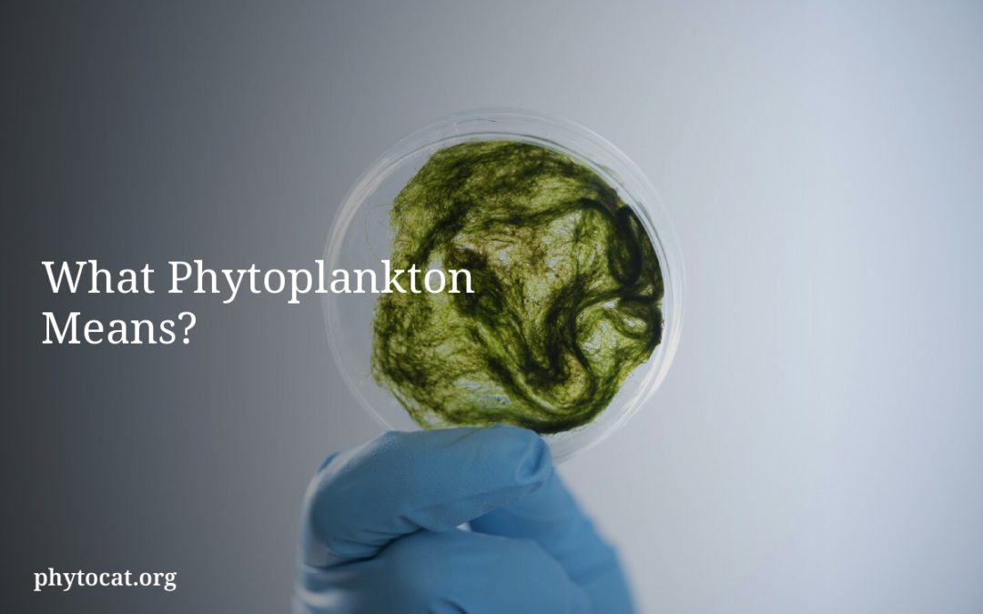 What Phytoplankton Means?