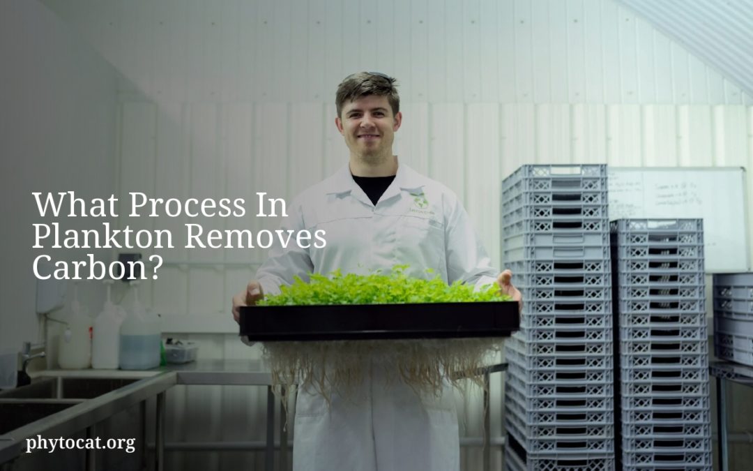 What Process In Plankton Removes Carbon?