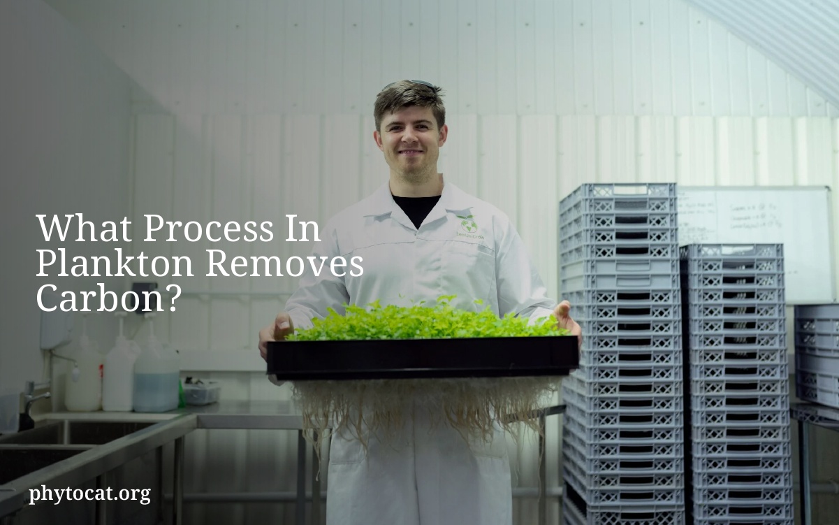 What Process In Plankton Removes Carbon?