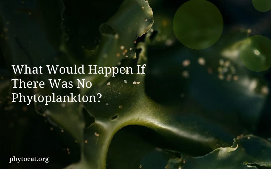 What Would Happen If There Was No Phytoplankton?