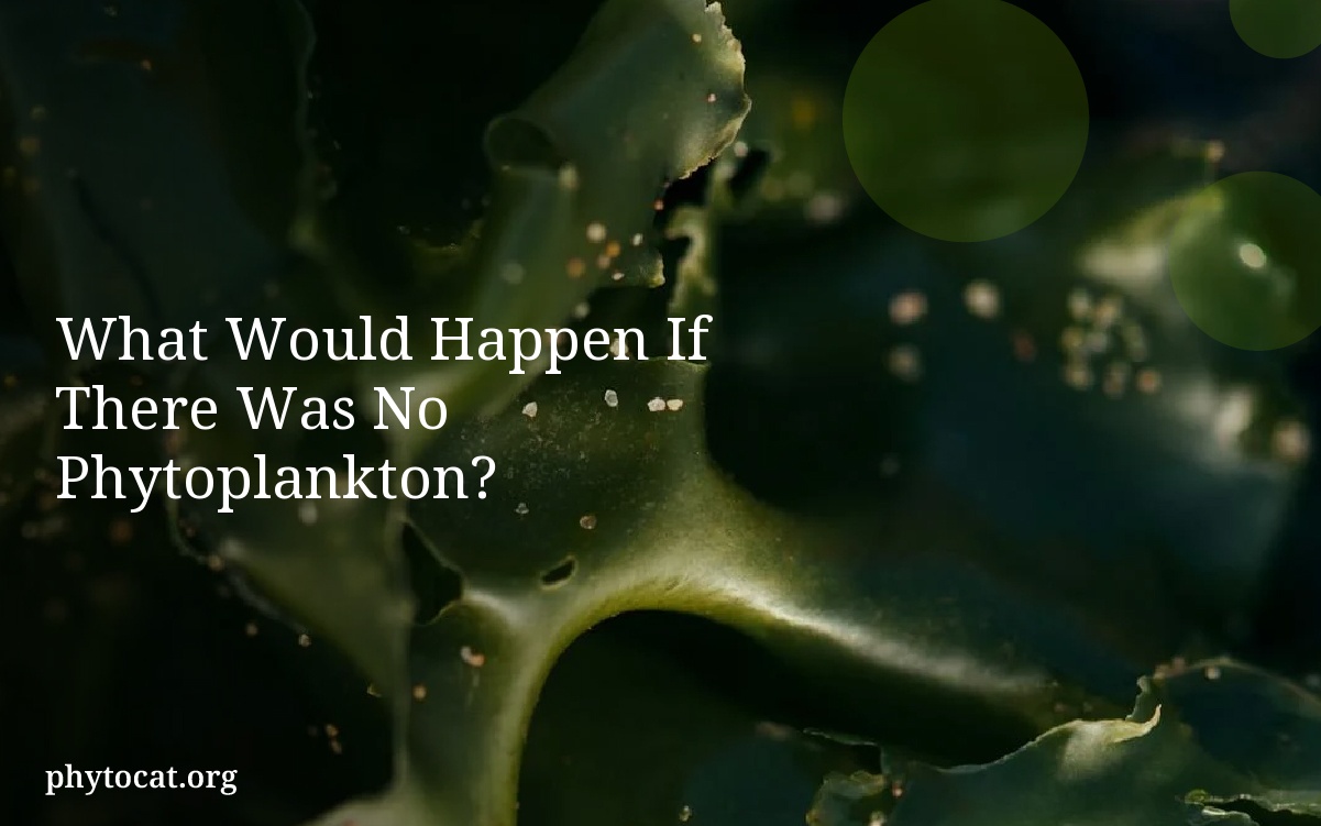 What Would Happen If There Was No Phytoplankton?