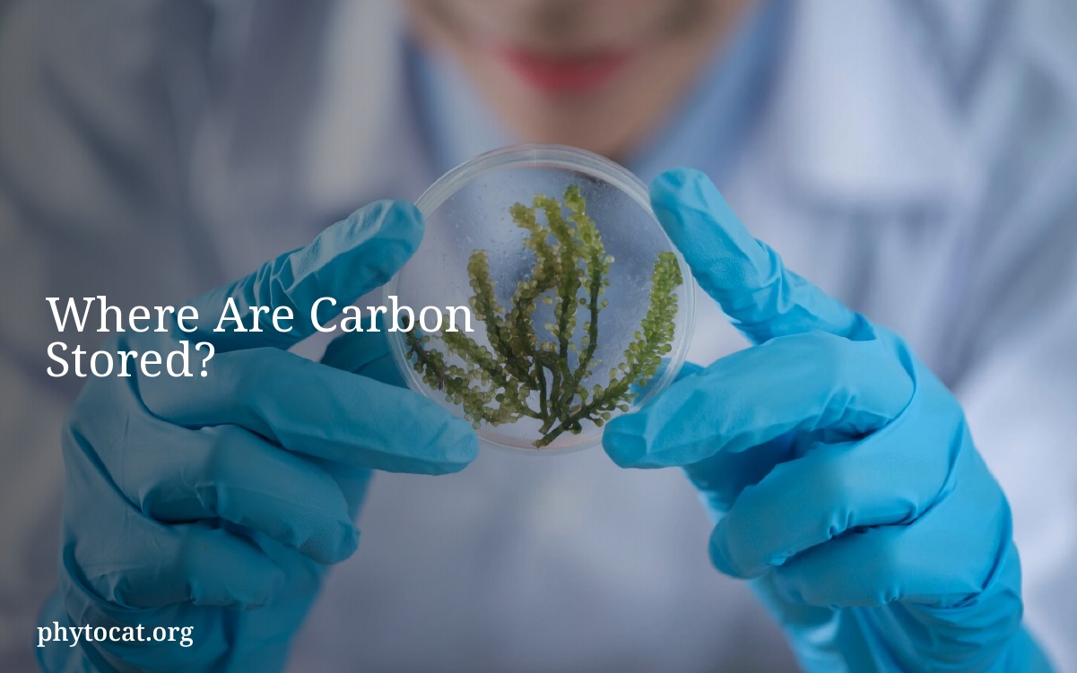Where Are Carbon Stored?