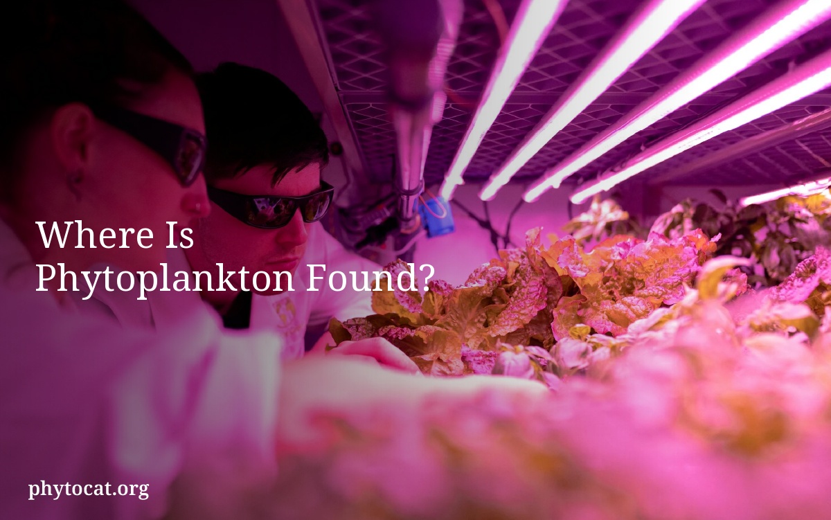 Where Is Phytoplankton Found?