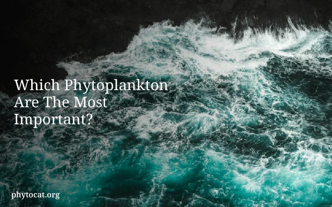 Which Phytoplankton Are The Most Important?