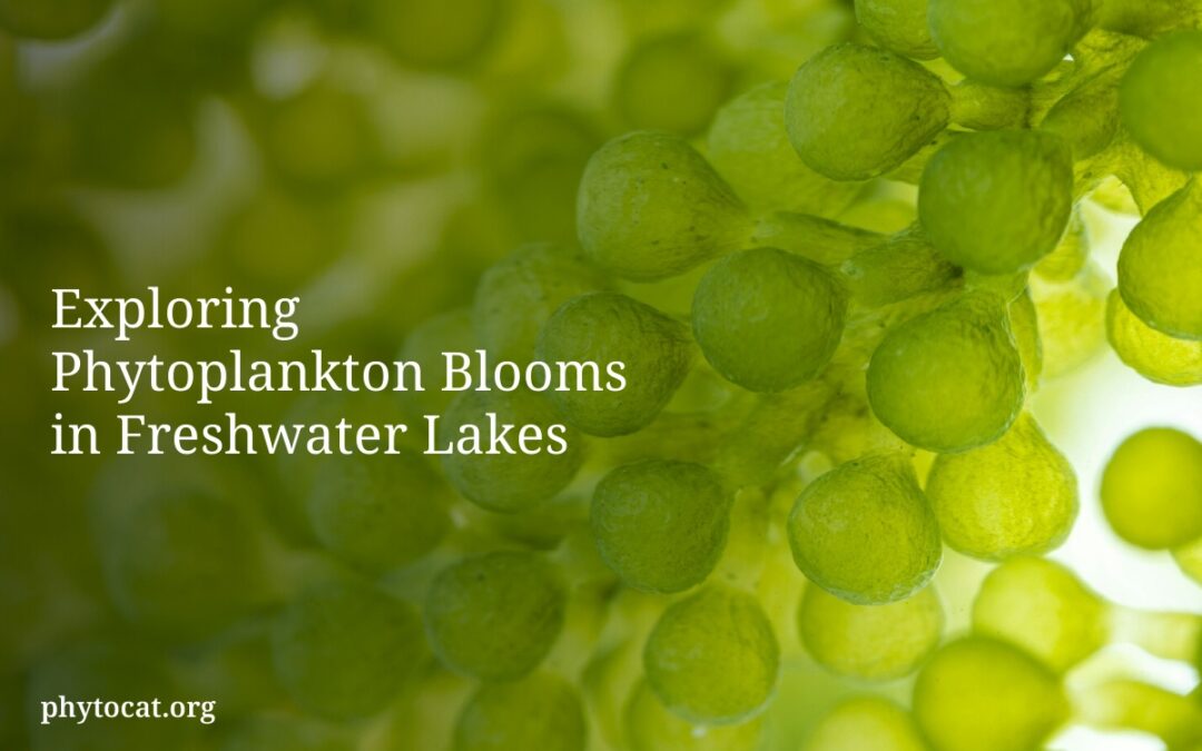 Exploring Phytoplankton Blooms in Freshwater Lakes