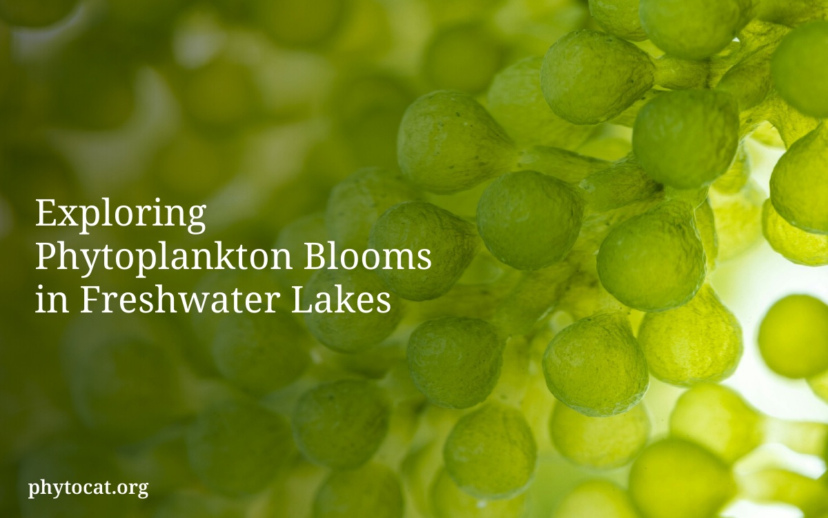 Exploring Phytoplankton Blooms in Freshwater Lakes
