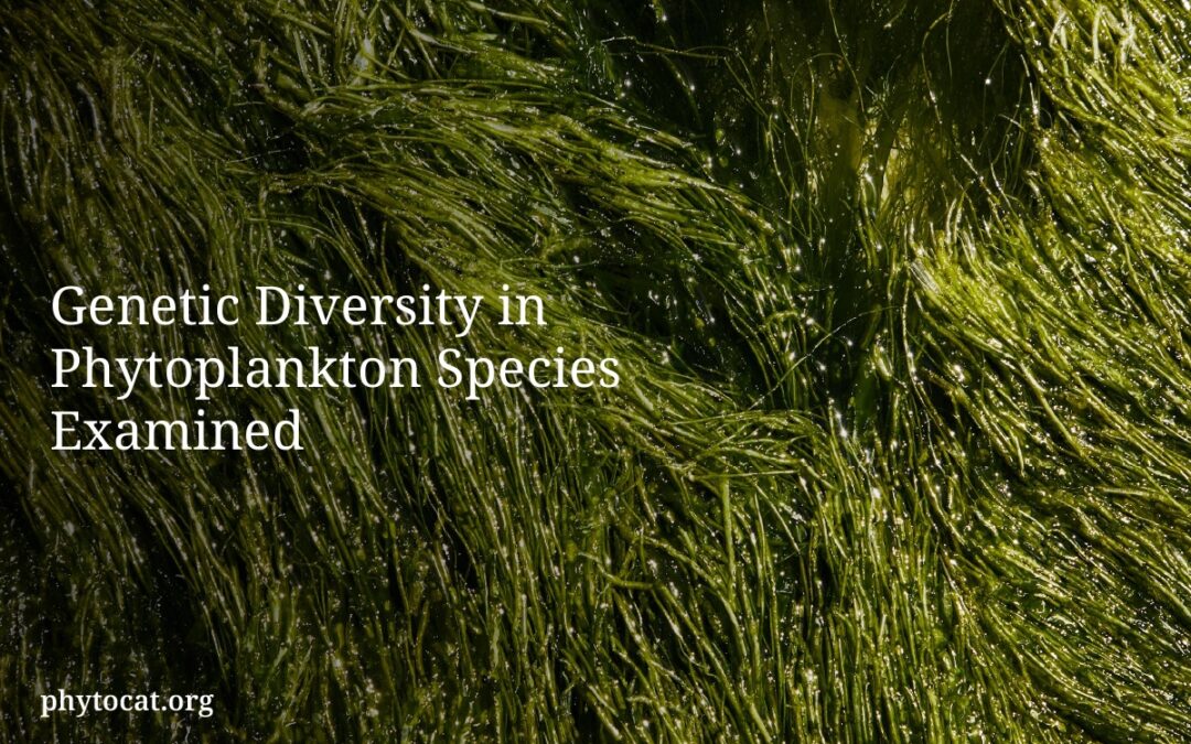 Genetic Diversity in Phytoplankton Species Examined