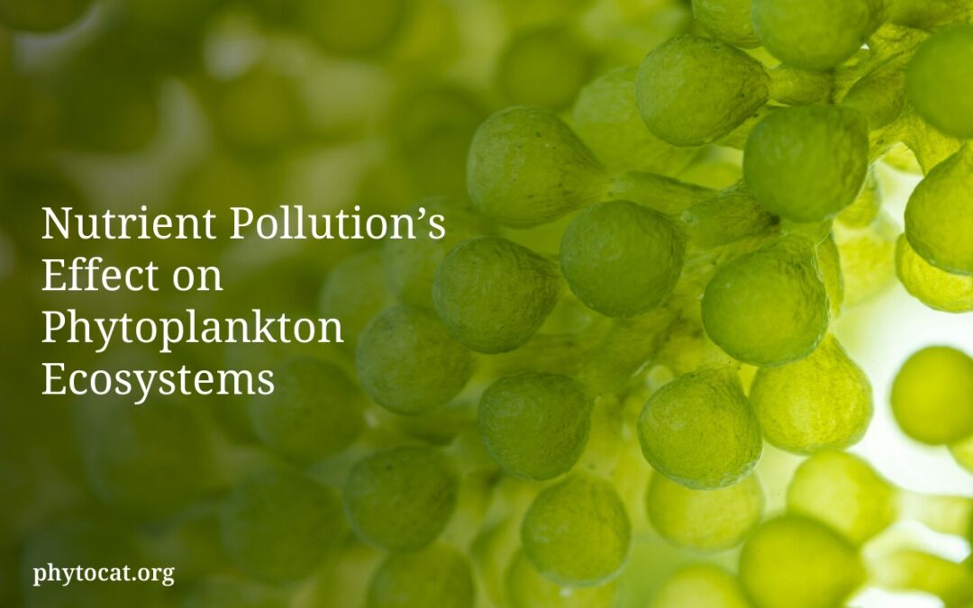 Nutrient Pollution’s Effect on Phytoplankton Ecosystems