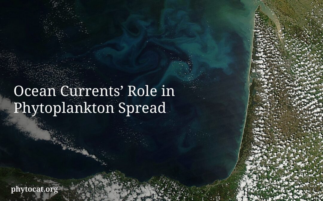 Ocean Currents’ Role in Phytoplankton Spread