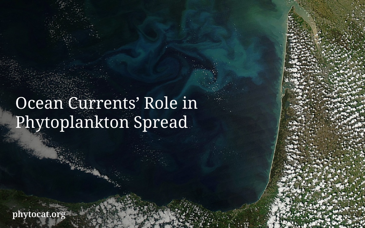 Ocean Currents’ Role in Phytoplankton Spread