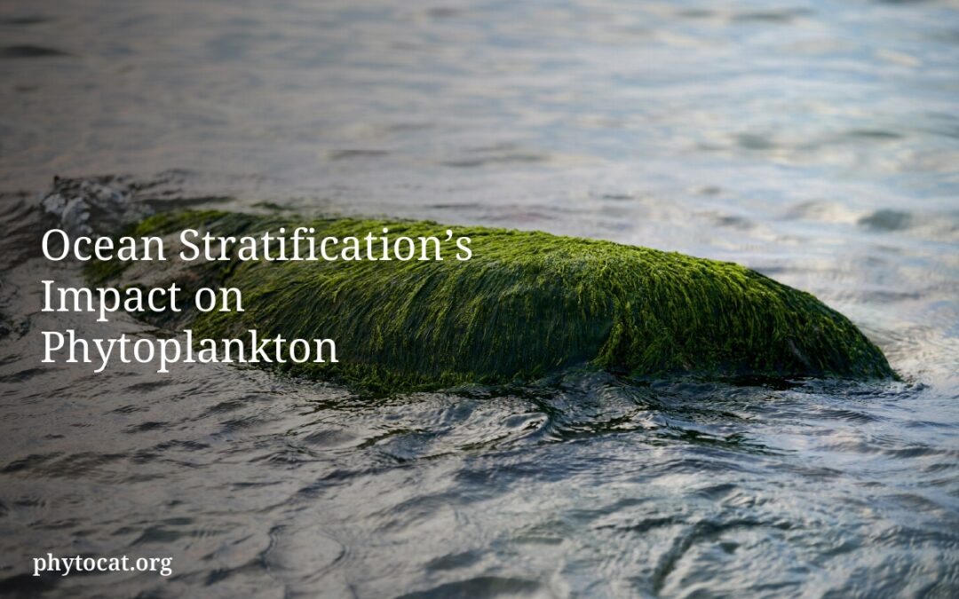 Ocean Stratification’s Impact on Phytoplankton