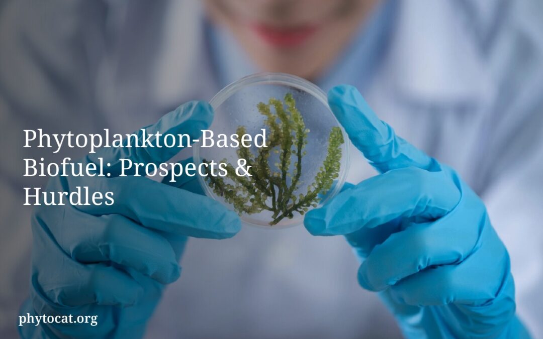 Phytoplankton-Based Biofuel: Prospects & Hurdles